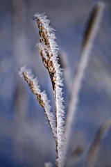 Winter road and landscape with frosted trees and rime