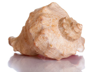 Scallop shell isolated
