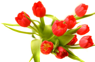 Beautiful red tulips isolated on white
