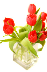 Beautiful red tulips in transparent glass vase isolated on white
