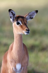 Impala Antelope Baby