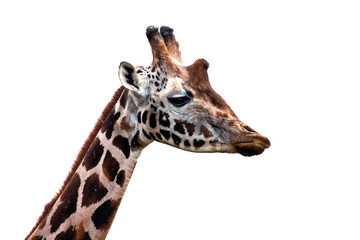 Girafe
