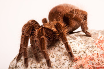 Scary Spider!