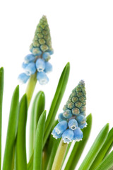 Obraz premium Blue common grape hyacinths