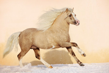welsh pony stallion