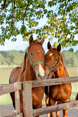 two horses in paddock - obrazy, fototapety, plakaty