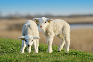 Fototapeta premium cute lambs in spring