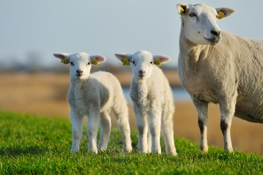 cute lambs in spring