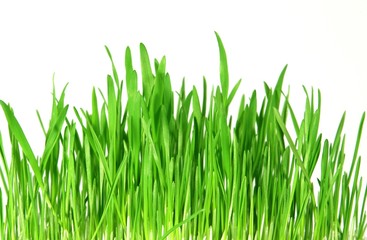 fresh green grass