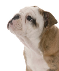 portrait of nine week old english bulldog puppy on white