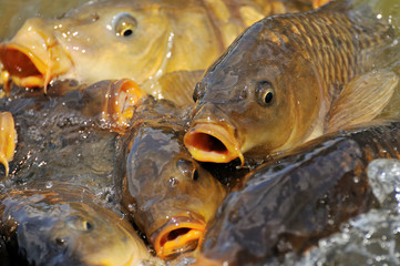 lots of carp fish