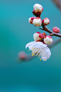 梅の花の蕾 の画像 23 412 件の Stock 写真 ベクターおよびビデオ Adobe Stock