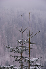 dwa świerki © GKor