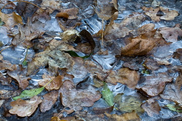 Leaves in Ice