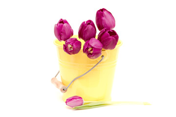 the fresh purple tulips isolated on white