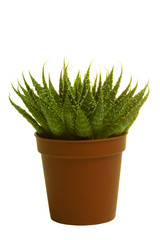 Green cactus with needles in flower-pot on isolated background