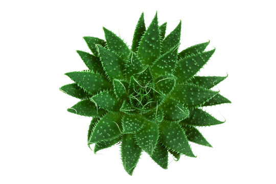 Green Cactus From Above On Isolated Background