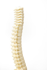 Spinal cord