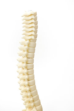 Spinal cord