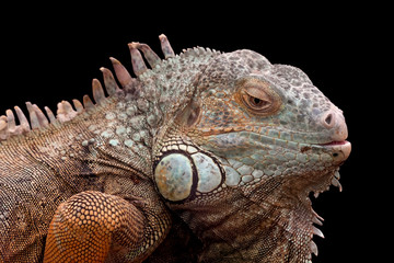 Green Iguana