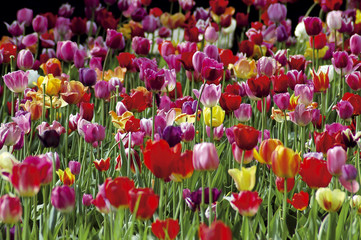 Fototapeta premium Tulpenfeld 3