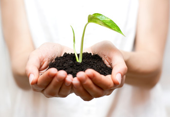 holding small plant