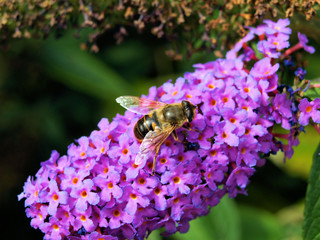 Bee