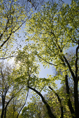green spring foliage