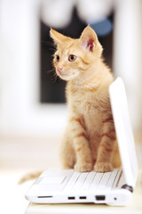 Cute little kitten on a notebook / laptop