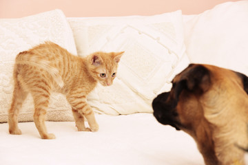 cat and dog playing