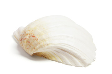 Seashell