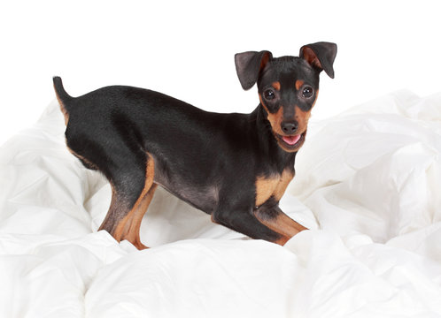 Cute Pinscher Dog