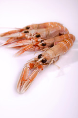 Langoustines