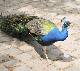 Pfau