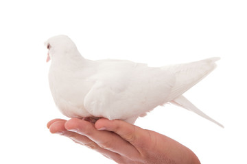 white beautiful pigeon