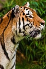 Sibirische Tiger