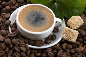 fresh coffee with coffee branch