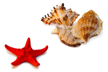 Shells and red star