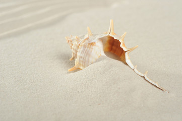 cockleshell on sand