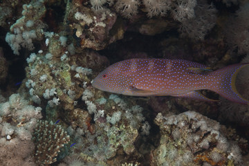 Fototapeta na wymiar lyretail grouper and ocean