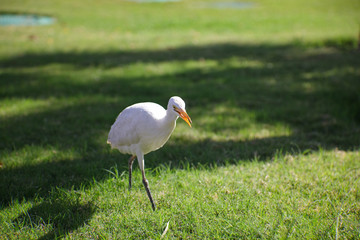 Obraz premium heron walking on green grass