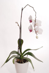 Orchidee