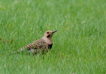 Northern Flicker