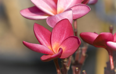 Colored frangipani or plumeria flowers