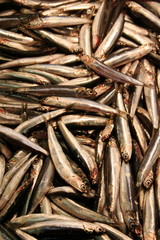 Sardines - Tsukiji Market in Tokyo