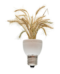 Fototapeta premium Wheat growing from base of fluorescent lamp