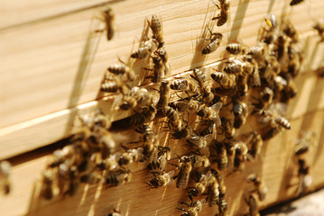 Bienenvolk - Eingang zum Bienenstock