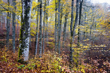 Irati, Navarra