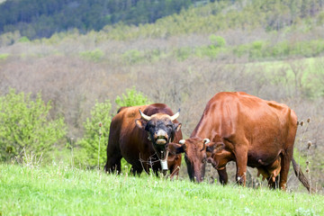 cow couple