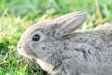 rabbit